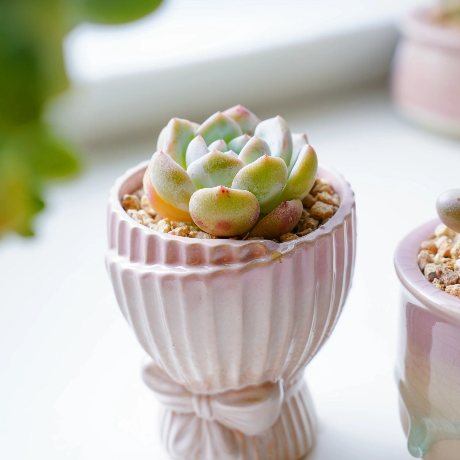 Echeveria 'Snow Angel'