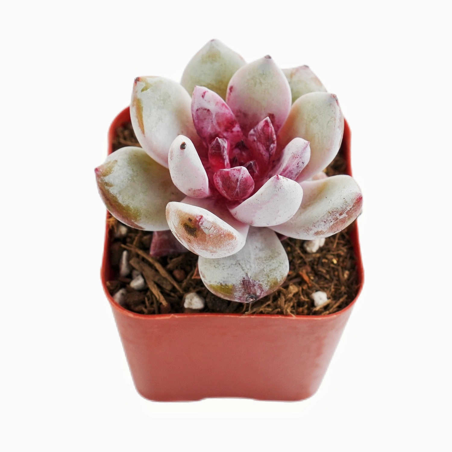 Echeveria 'Snow Angel' Sugar Heart (Rare)