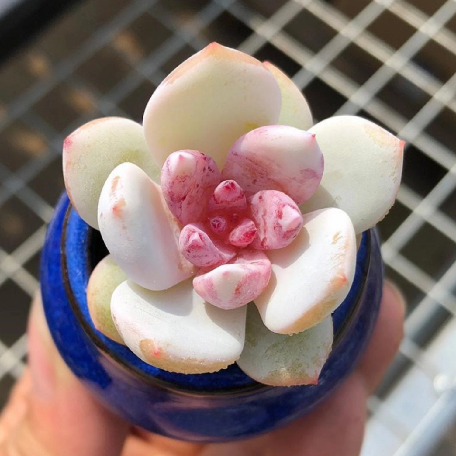 Echeveria 'Snow Angel' Sugar Heart (Rare)