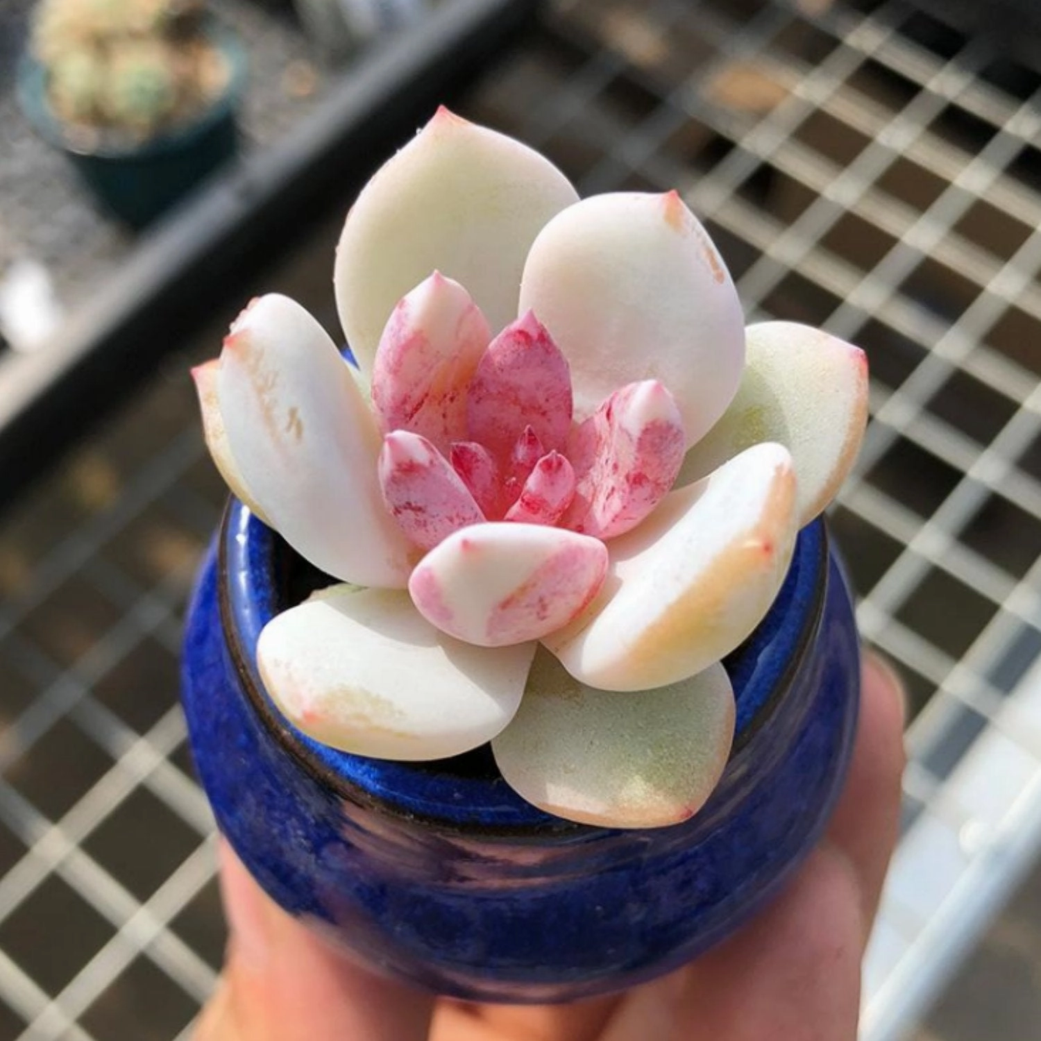 Echeveria 'Snow Angel' Sugar Heart (Rare)