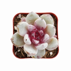 Echeveria 'Snow Angel' Sugar Heart (Rare) mini ornamental plant  