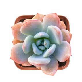 Echeveria 'Snow Angel' mini ornamental plant  