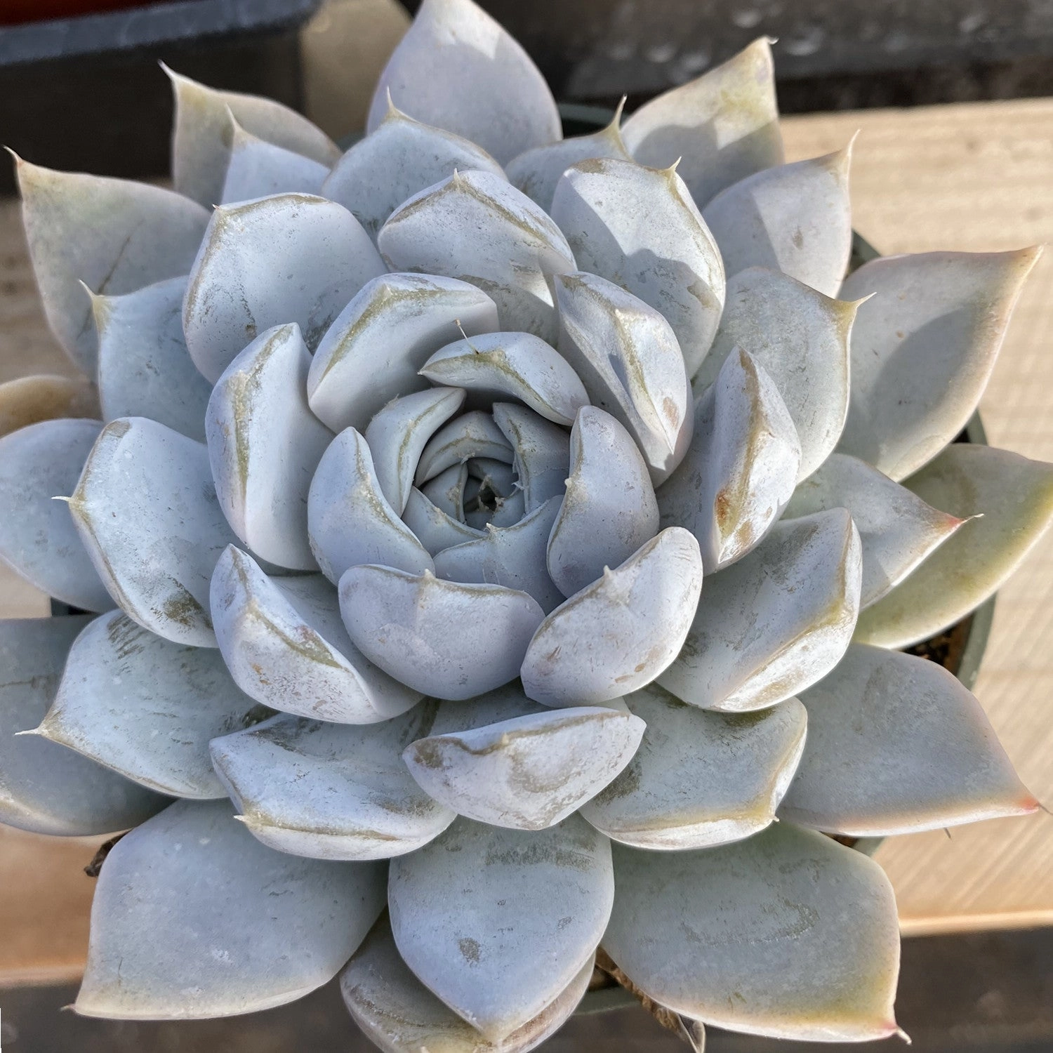 Echeveria 'Snow Bunny' (4 inch)