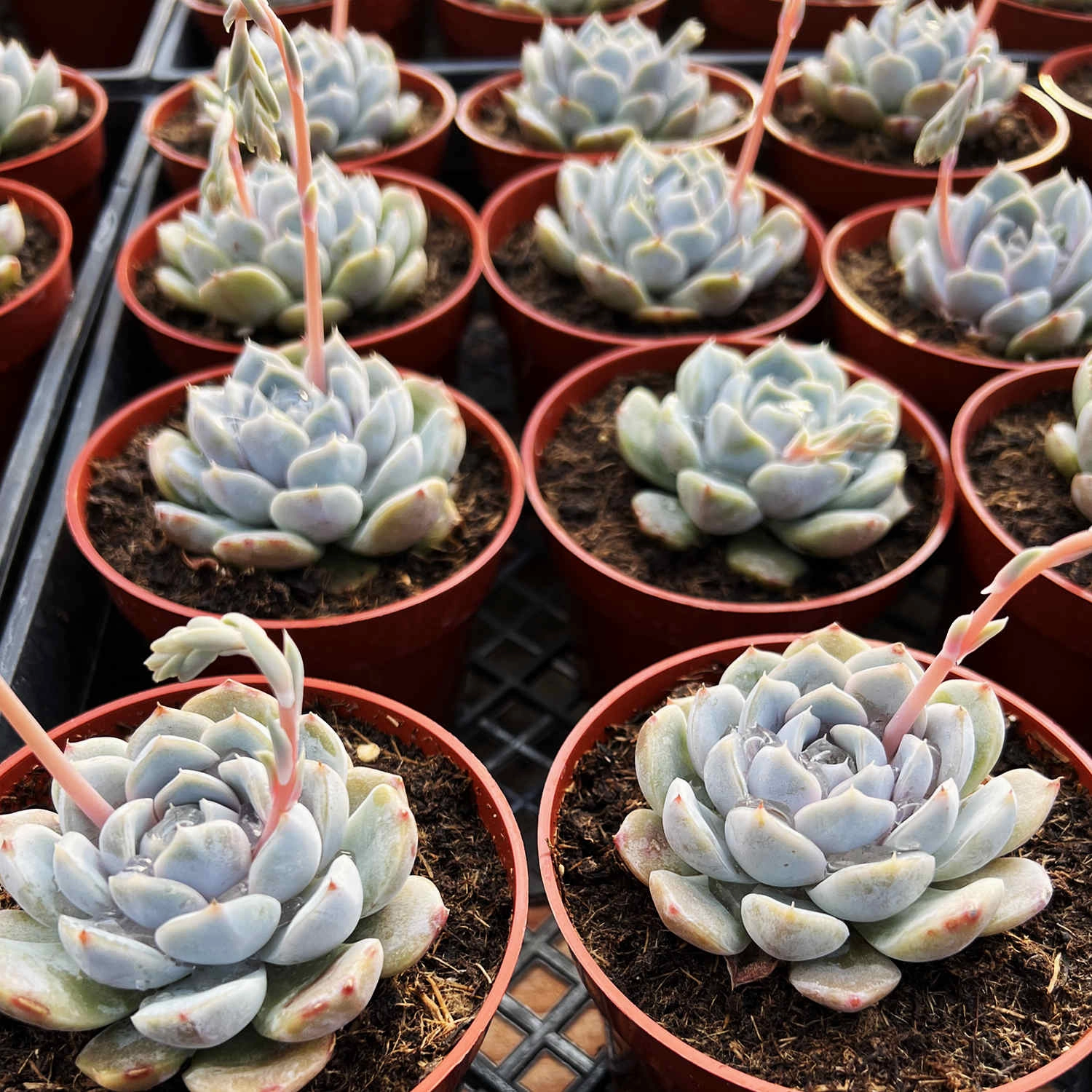 Echeveria 'Snow Bunny' (4 inch)