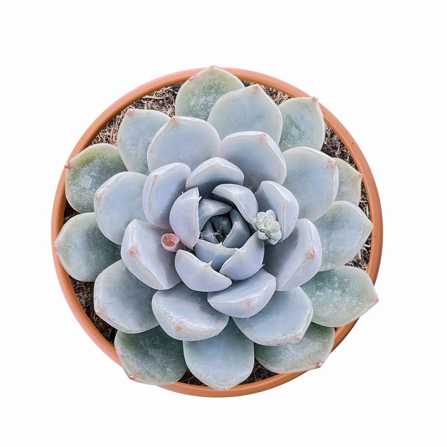 Echeveria 'Snow Bunny' (4 inch) mini ornamental plant  