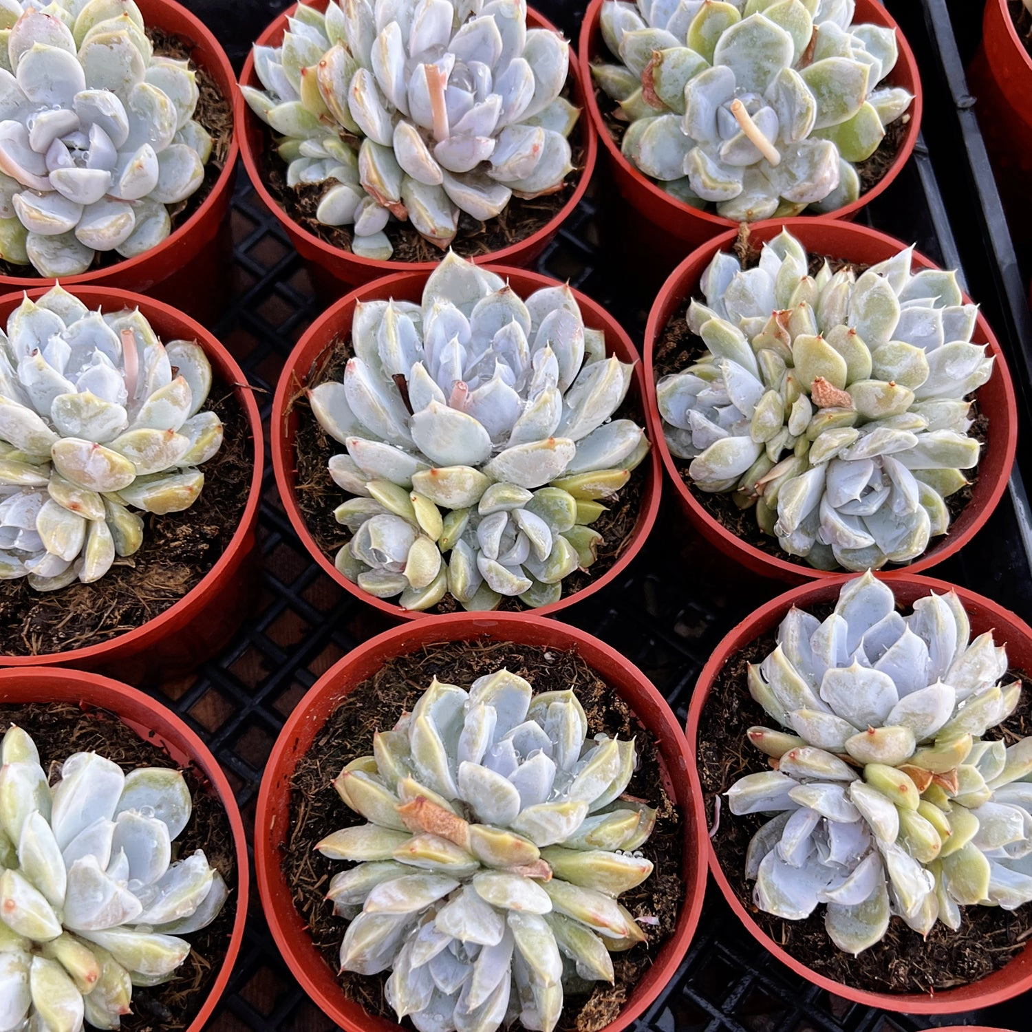 Echeveria 'Snow Bunny' (4 inch)
