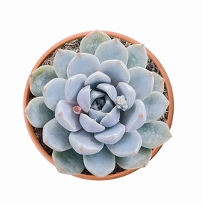 Echeveria 'Snow Bunny' (4 inch) mini ornamental plant  
