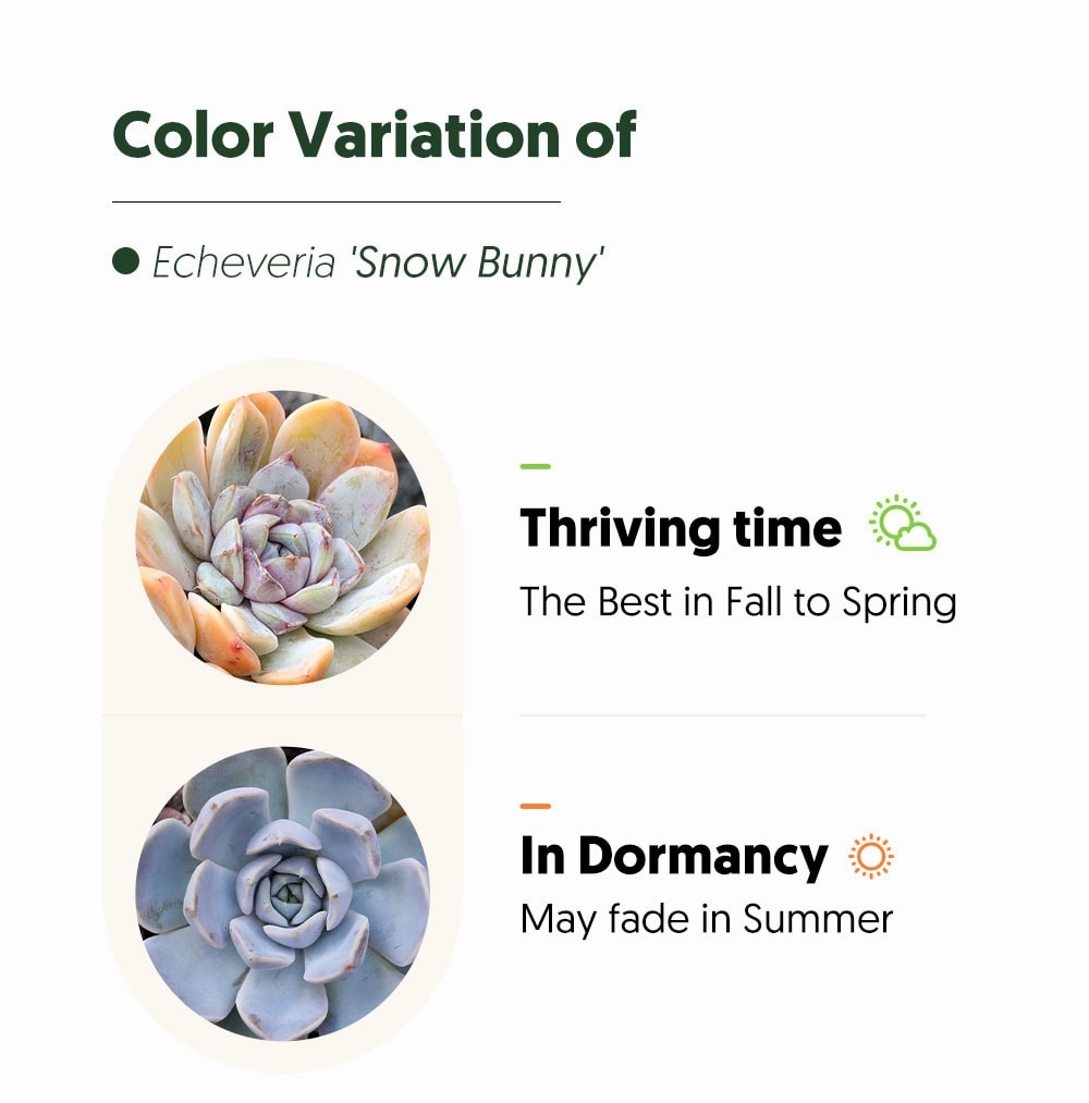 Echeveria 'Snow Bunny'