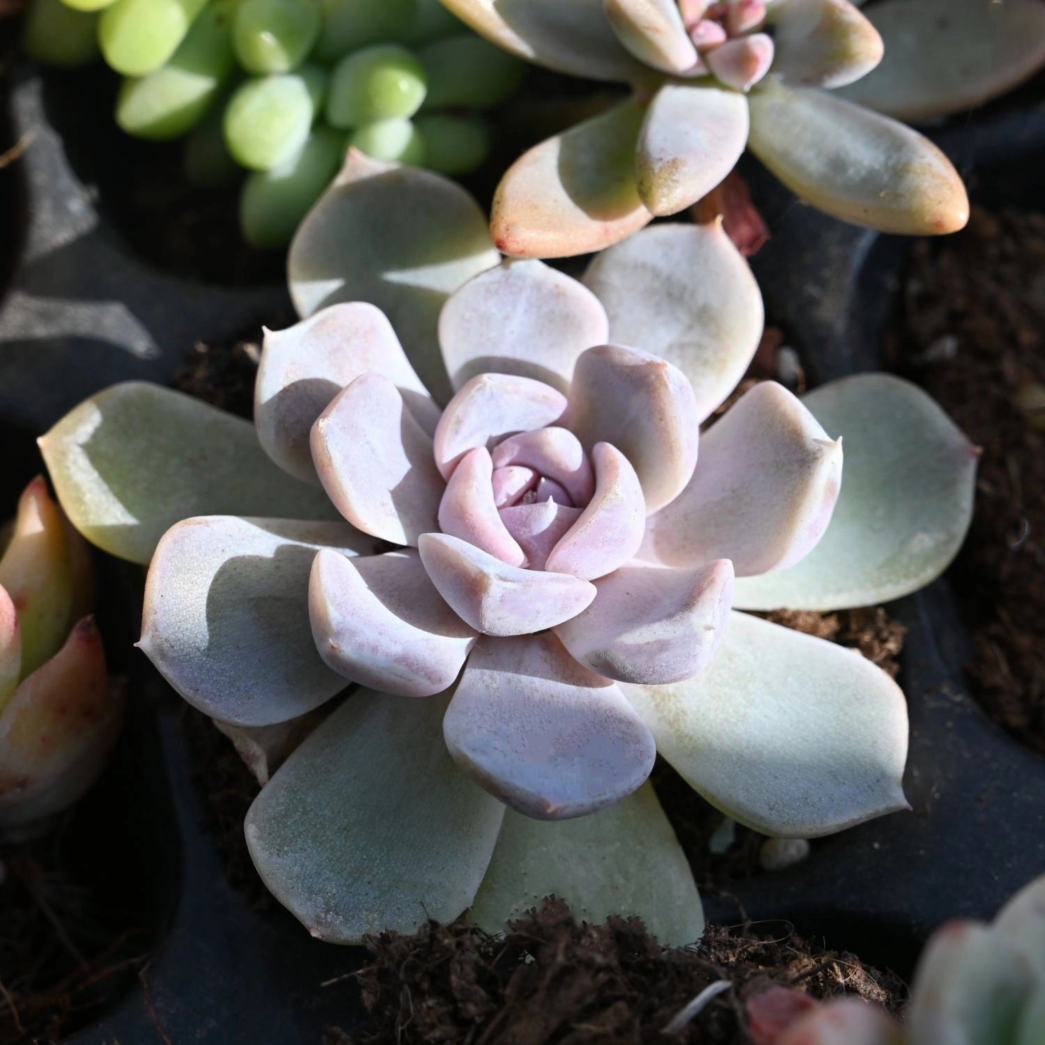 Echeveria 'Snow Bunny'