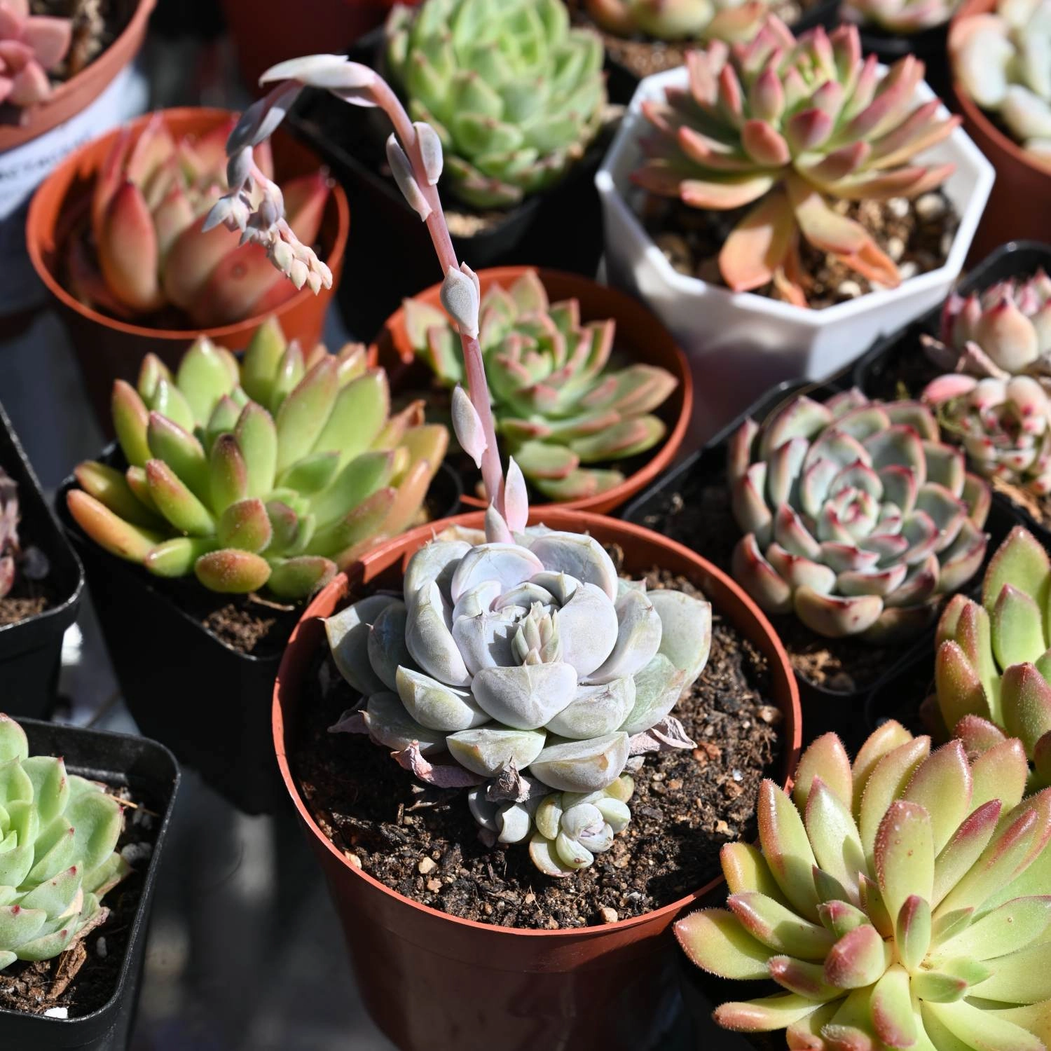 Echeveria 'Snow Bunny'