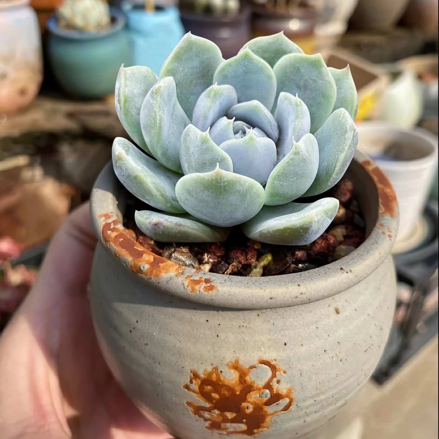 Echeveria 'Snow Bunny'