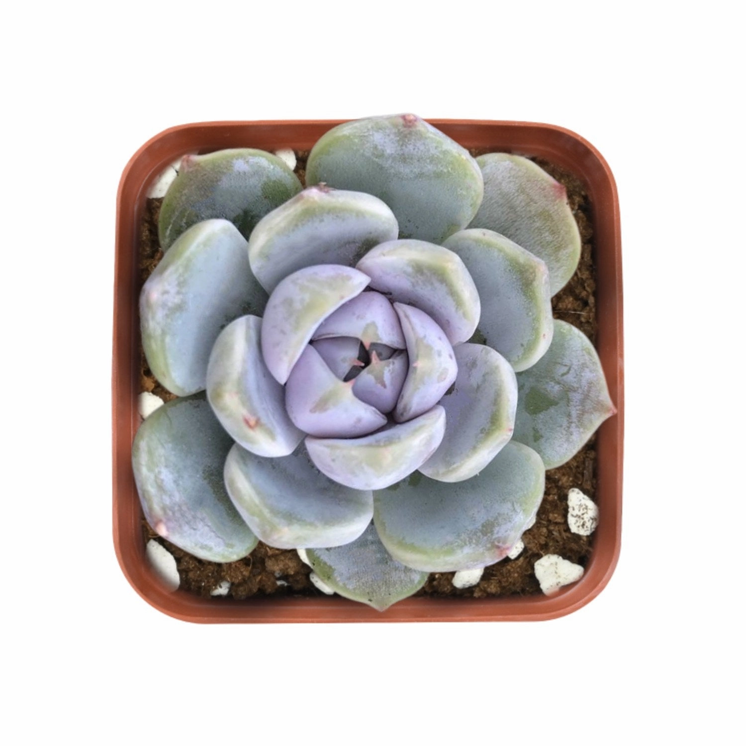 Echeveria 'Snow Bunny' mini ornamental plant  