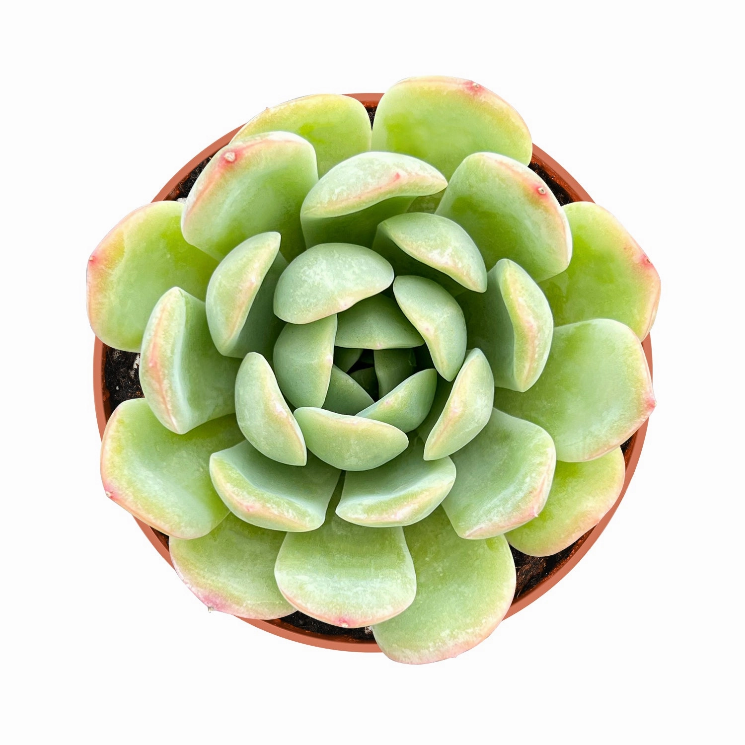 Echeveria 'Suryeon' (4 inch) mini ornamental plant  