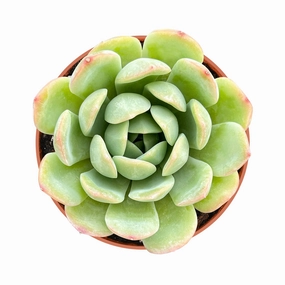 Echeveria 'Suryeon' (4 inch) mini ornamental plant  