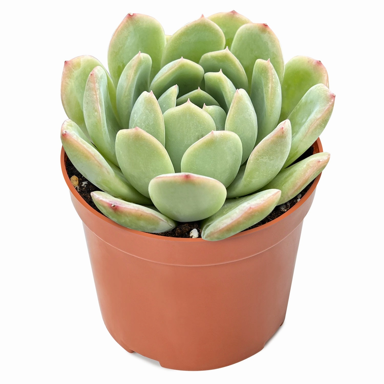 Echeveria 'Suryeon' (4 inch)