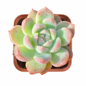 Echeveria 'Suryeon' mini ornamental plant  