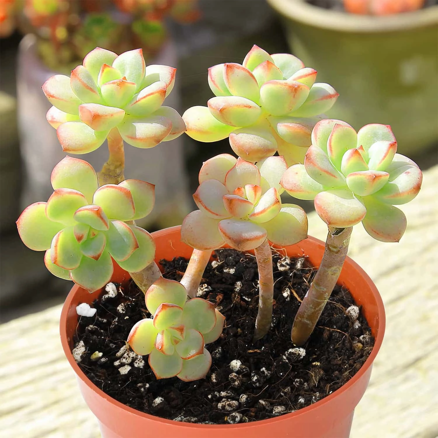 Echeveria 'Tango' Cluster (4 inch)