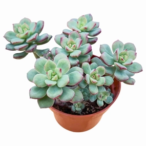 Echeveria 'Tango' Cluster (4 inch) mini ornamental plant  