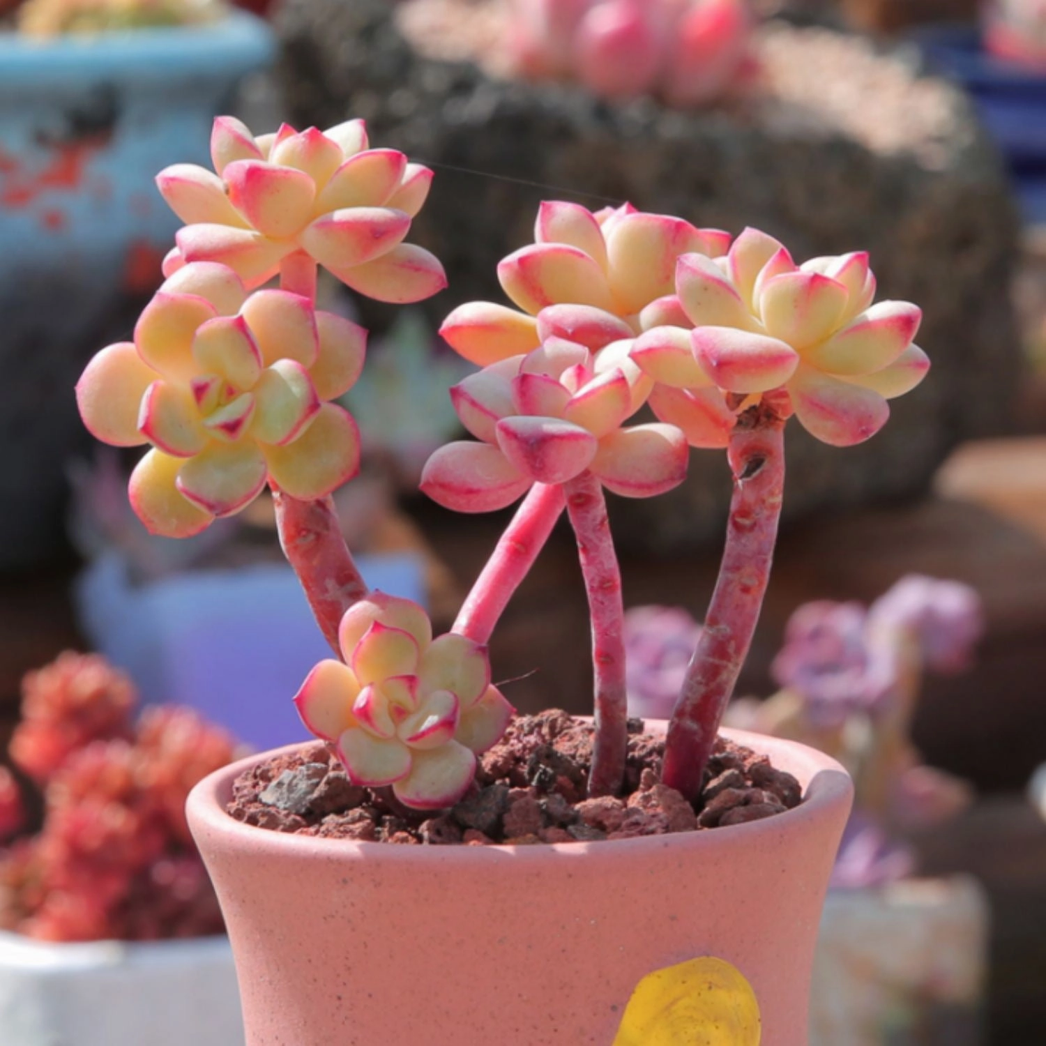 Echeveria 'Tango' Cluster (4 inch)