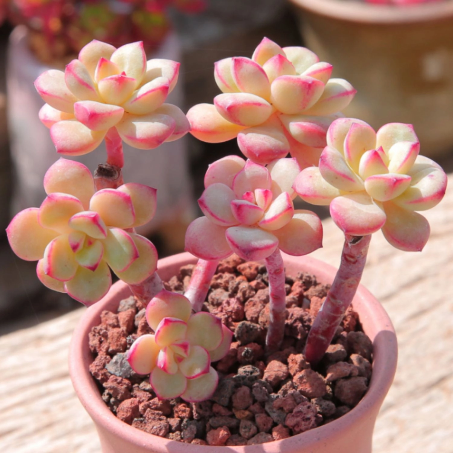 Echeveria 'Tango' Cluster (4 inch)