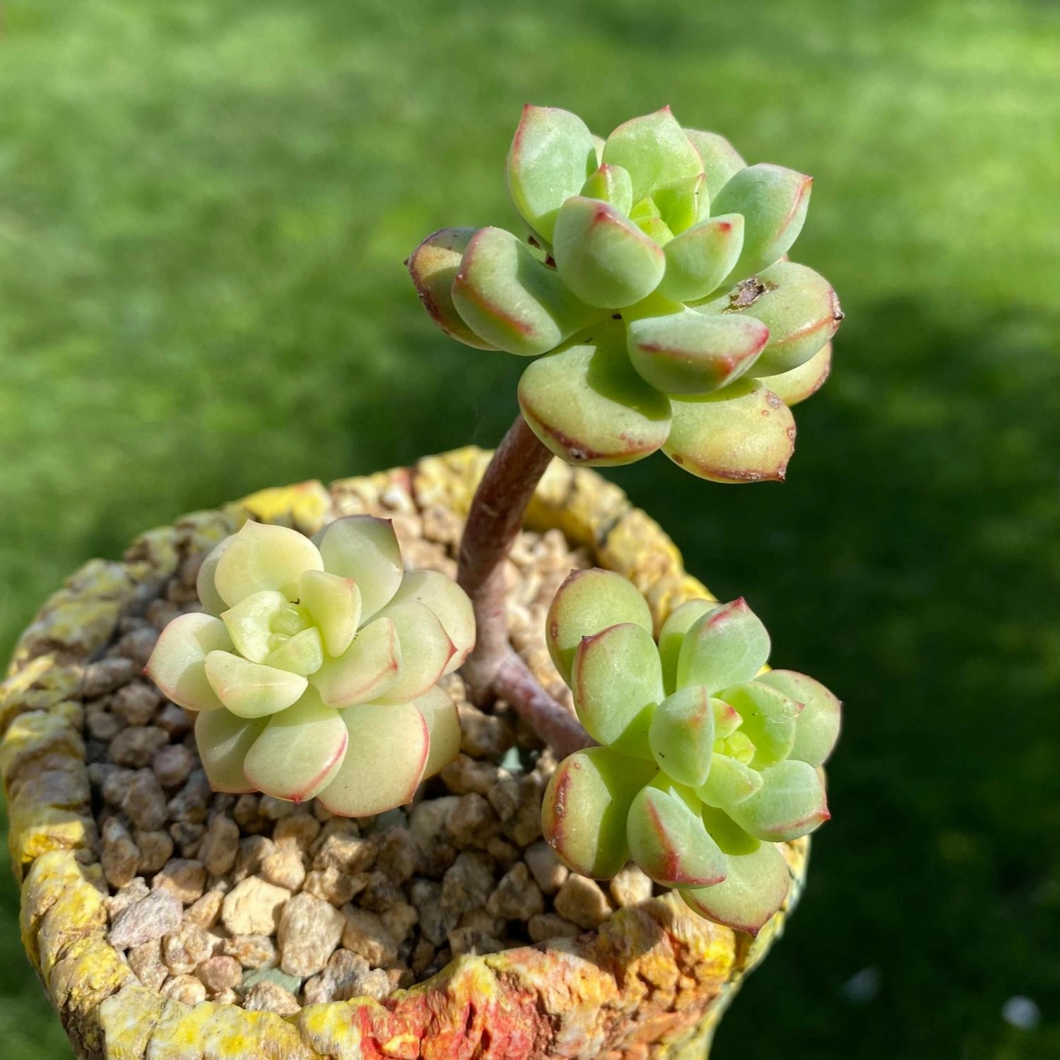 Echeveria 'Tango'