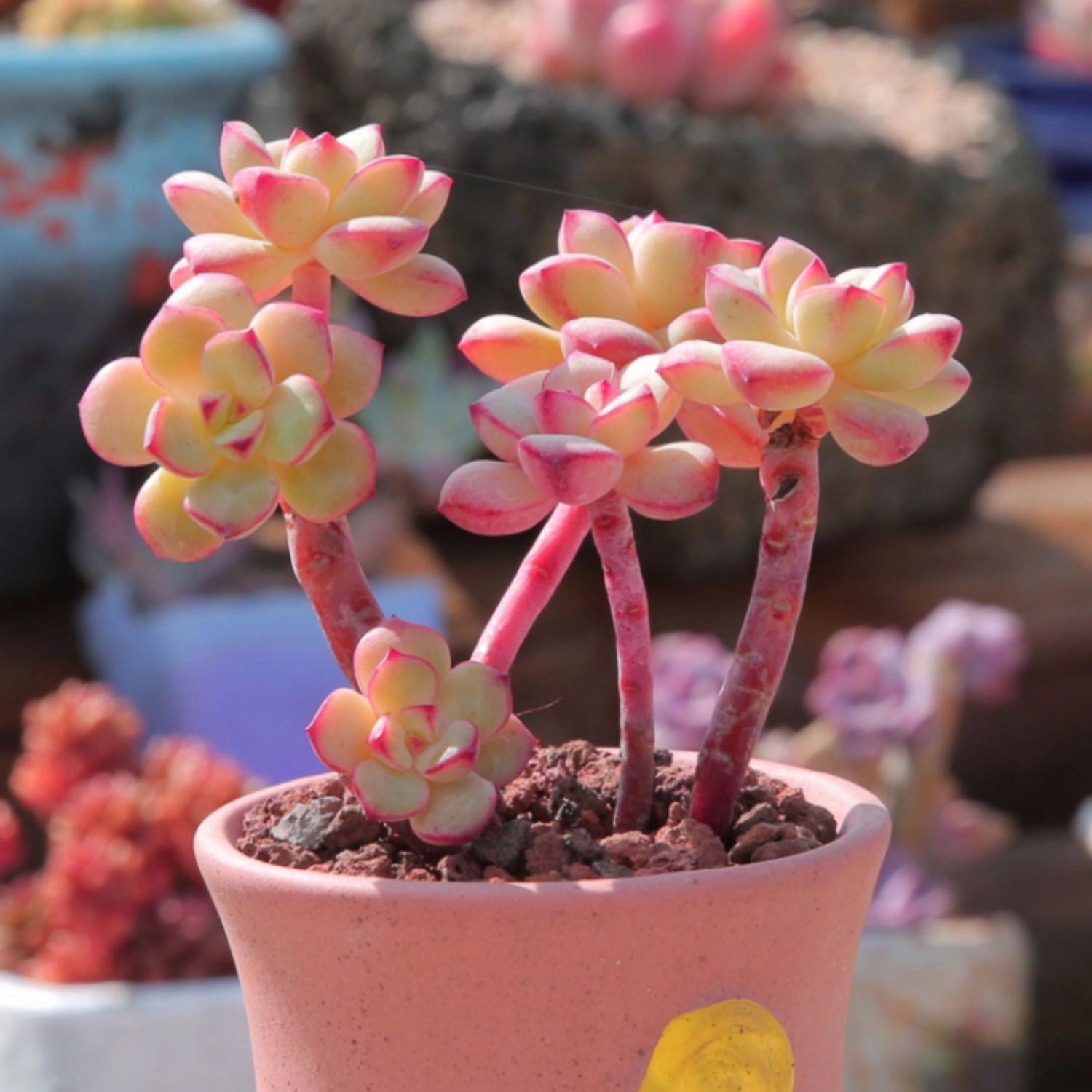Echeveria 'Tango'