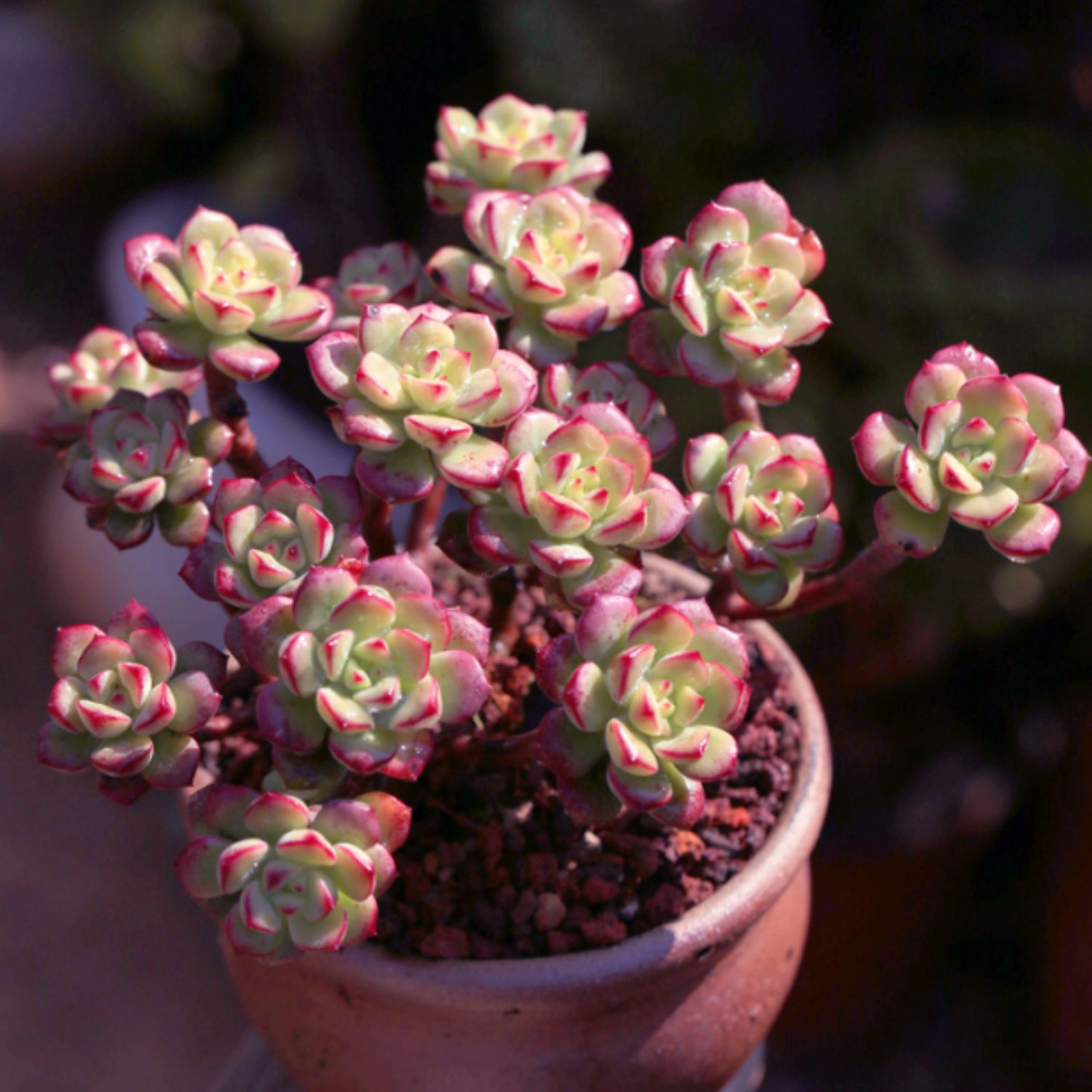 Echeveria 'Tango'