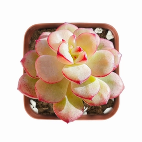 Echeveria 'Tango' mini ornamental plant  