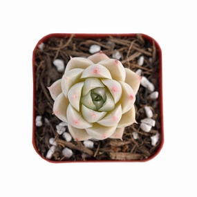 Echeveria 'White Queen' mini ornamental plant  
