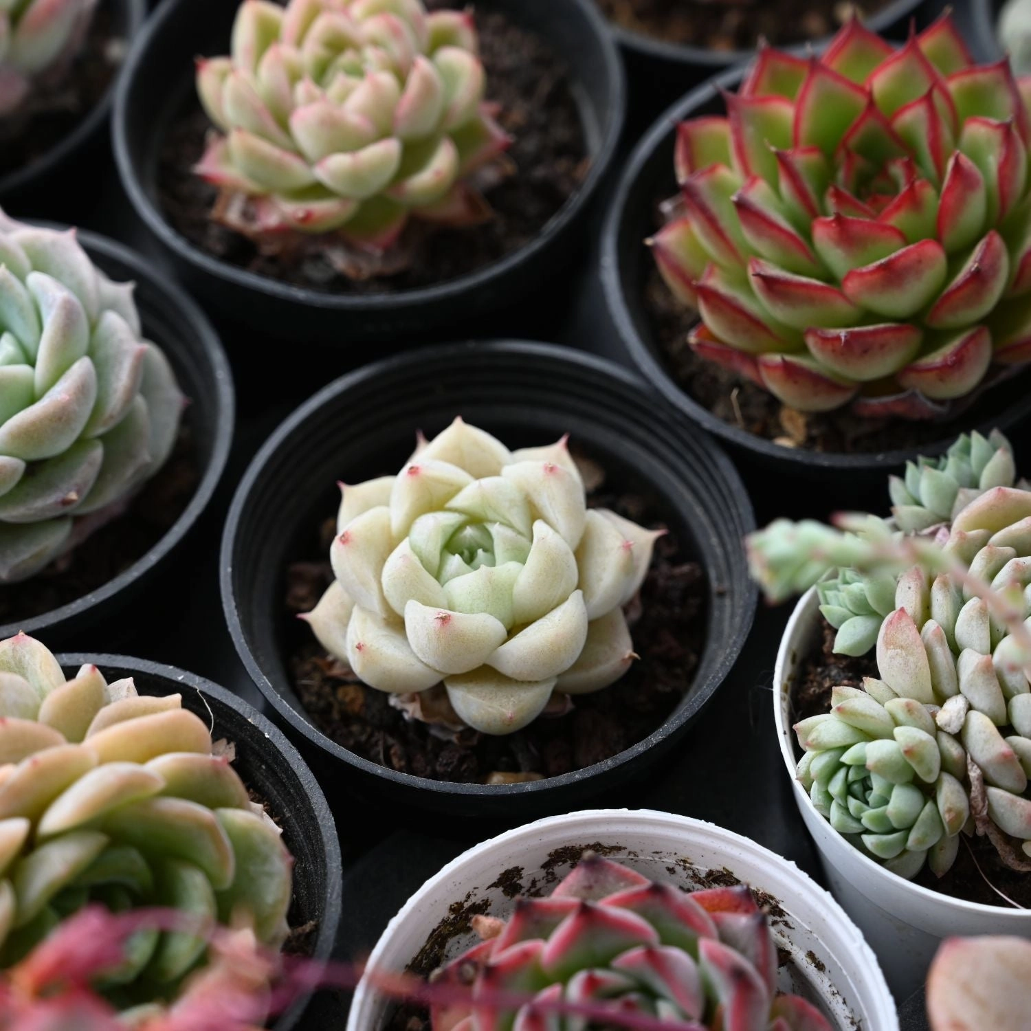 Echeveria 'White Queen'
