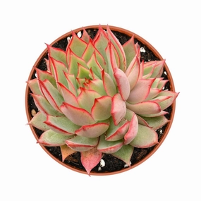 Echeveria 'Yeon-Deung' (4 inch) mini ornamental plant  