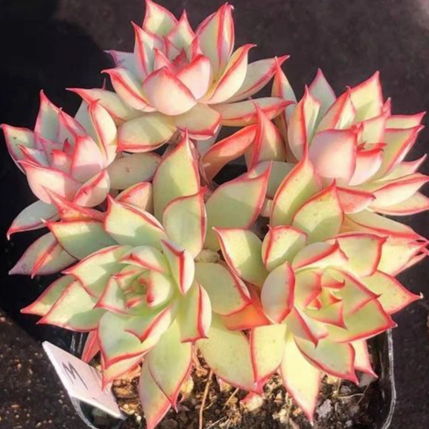 Echeveria 'Yeon-Deung'