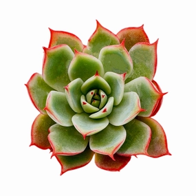 Echeveria 'Yeon-Deung' mini ornamental plant  
