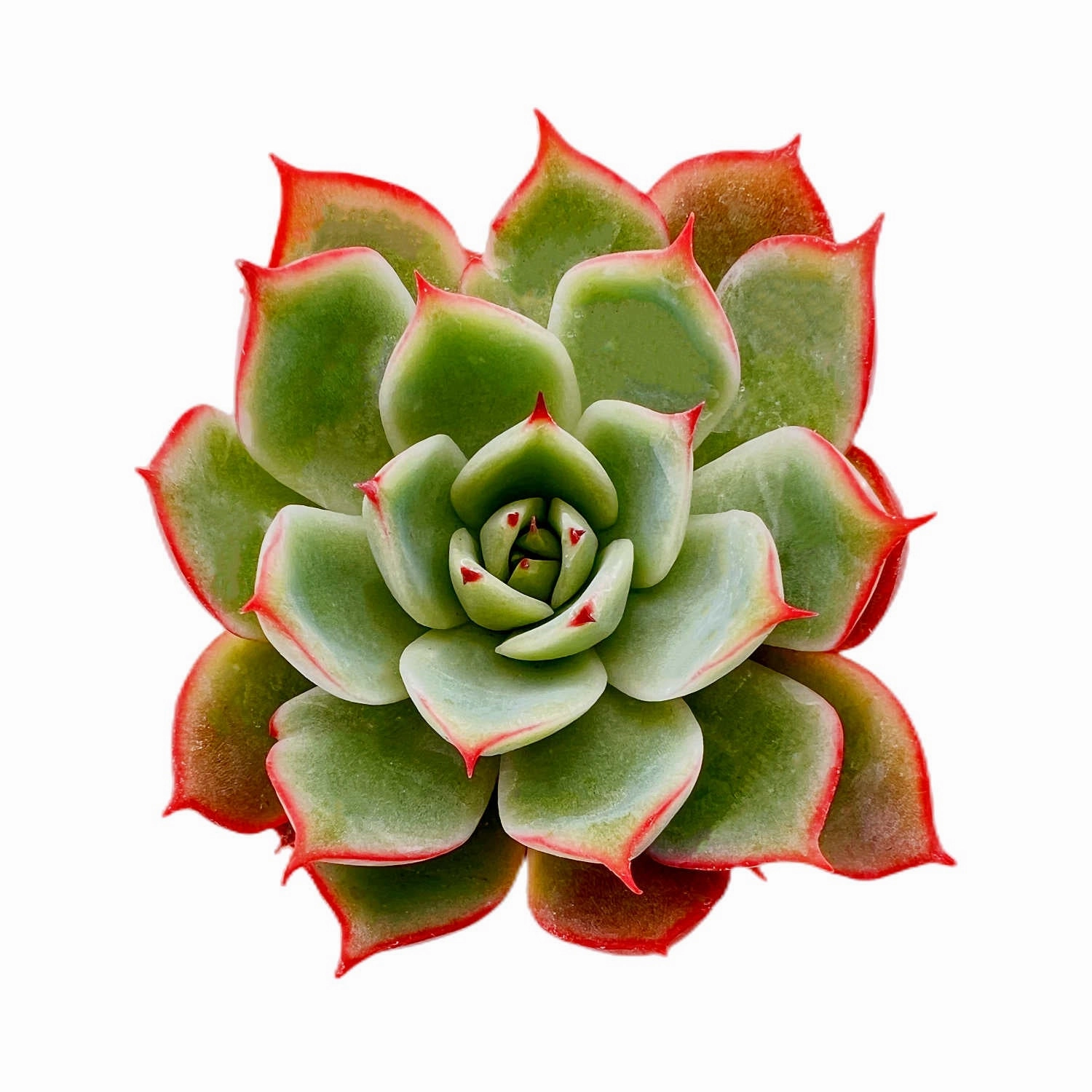 Echeveria 'Yeon-Deung' mini ornamental plant  