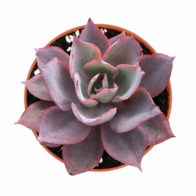 Echeveria Afterglow (4 inch) mini ornamental plant  