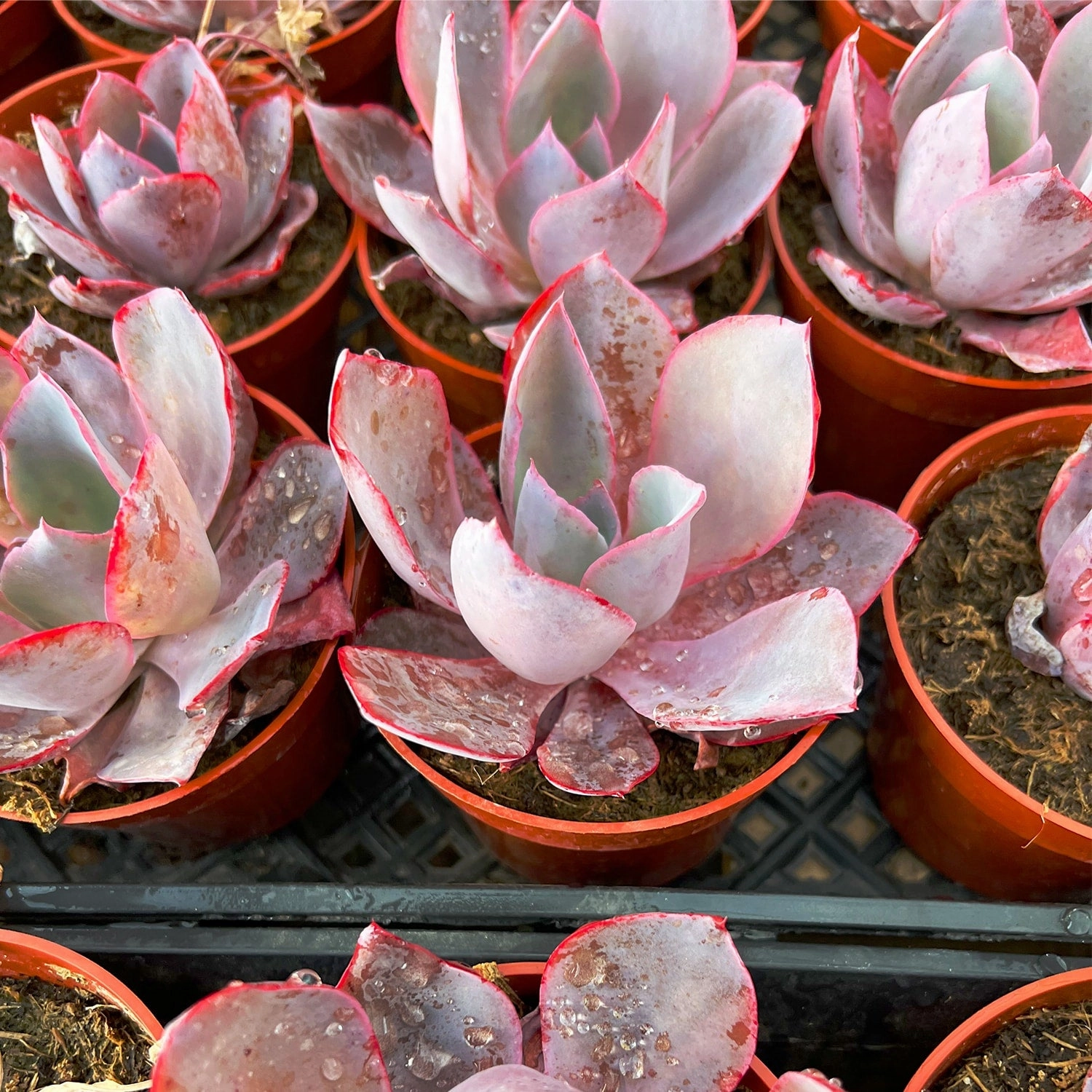 Echeveria Afterglow (4 inch)