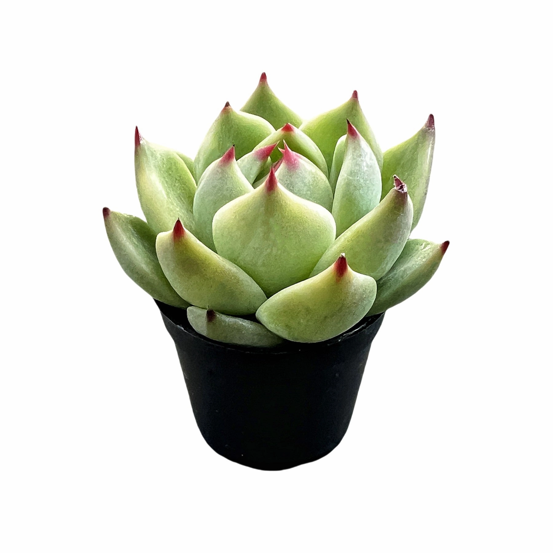 Echeveria Agavoides 'Blue Dragon'