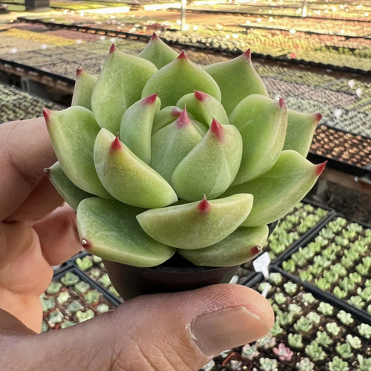Echeveria Agavoides 'Blue Dragon'