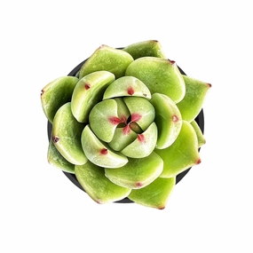 Echeveria Agavoides 'Blue Dragon' mini ornamental plant  