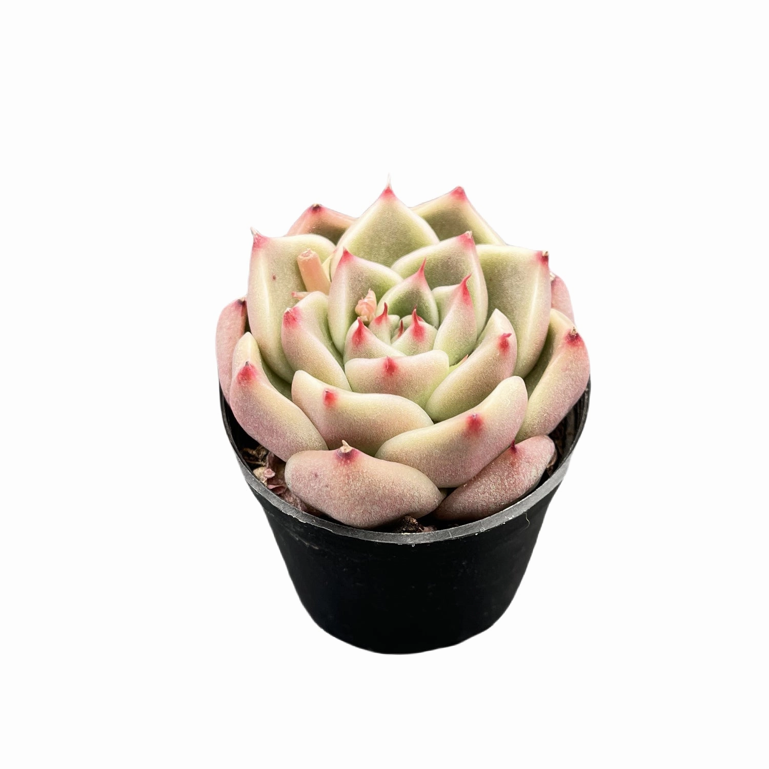 Echeveria Agavoides 'Ebony'