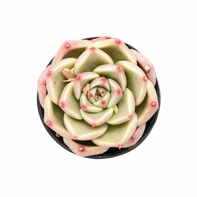 Echeveria Agavoides 'Ebony' mini ornamental plant  
