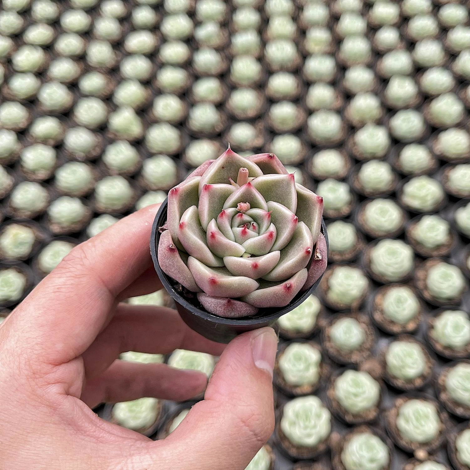 Echeveria Agavoides 'Ebony'