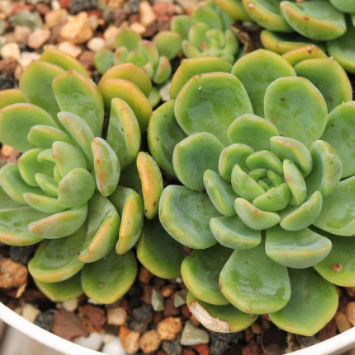 Echeveria Agavoides 'Fanta'/Echeveria Sweet Orange