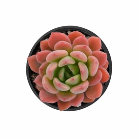 Echeveria Agavoides 'Fanta'/Echeveria Sweet Orange mini ornamental plant  
