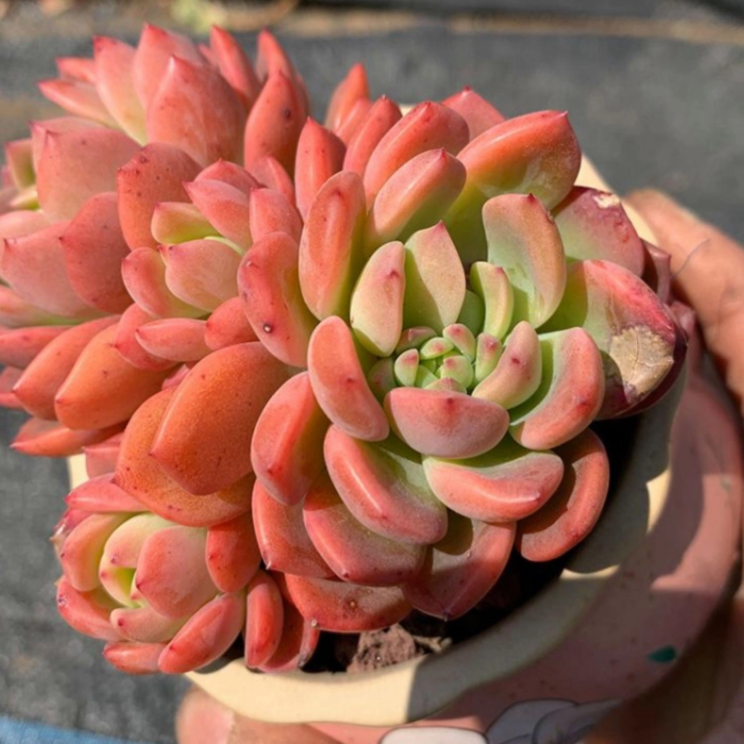 Echeveria Agavoides 'Fanta'/Echeveria Sweet Orange