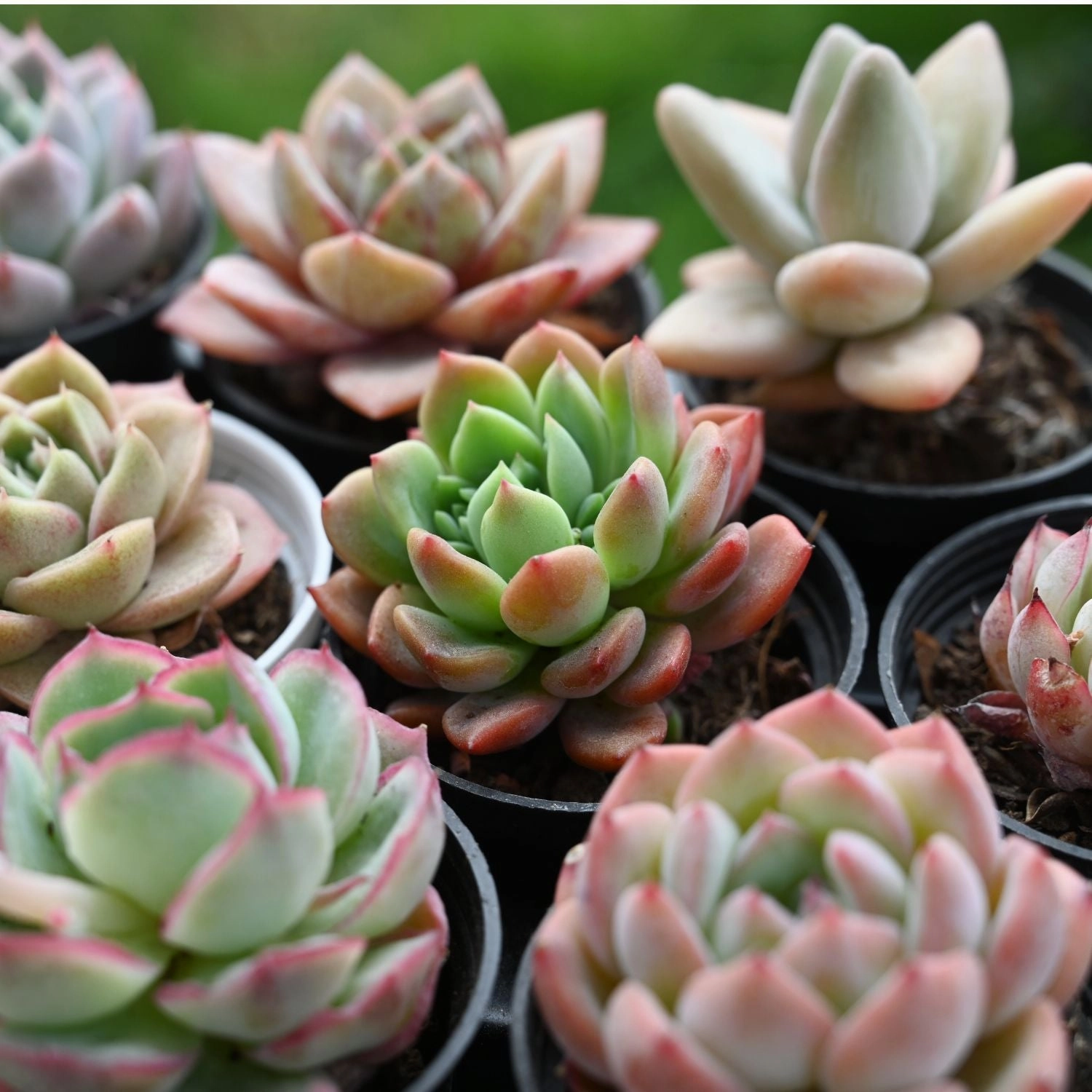 Echeveria Agavoides 'Fanta'/Echeveria Sweet Orange