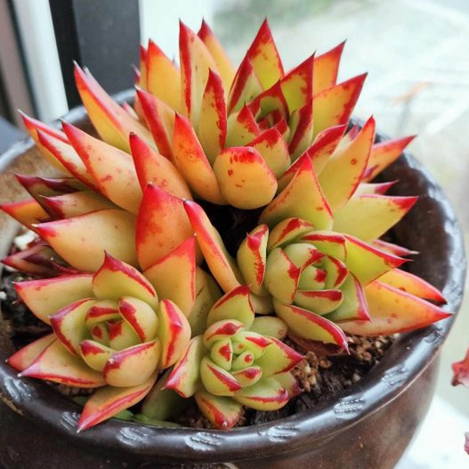 Echeveria agavoides 'Lipstick' (4 inch)