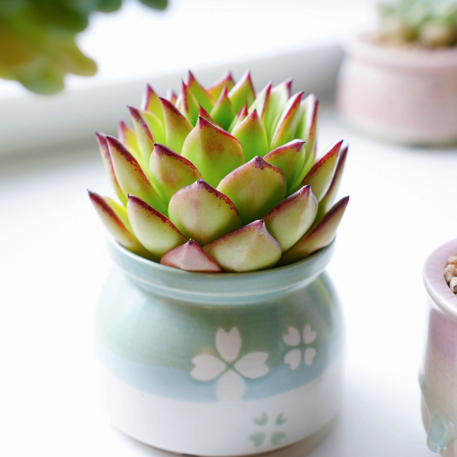 Echeveria agavoides 'Lipstick' (4 inch)