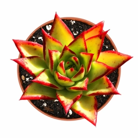 Echeveria agavoides 'Lipstick' (4 inch) mini ornamental plant  