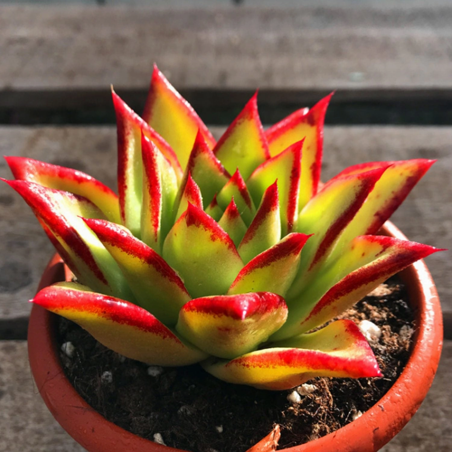Echeveria agavoides 'Lipstick' (4 inch)